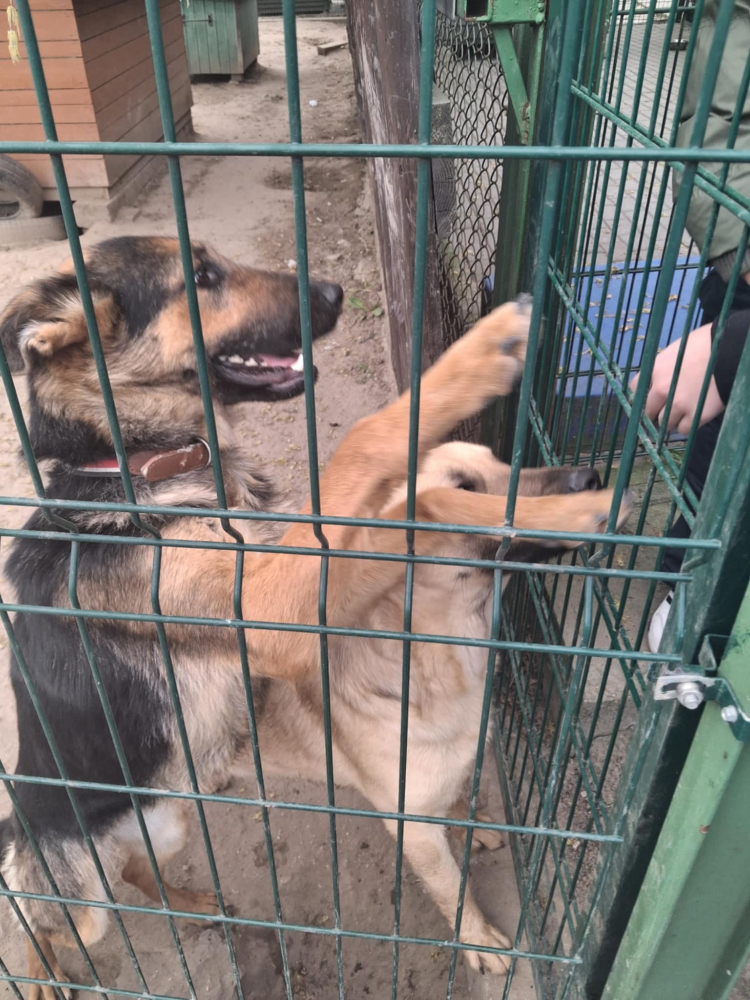 Z wizytą w Bydgoskim Schronisku dla Zwierząt