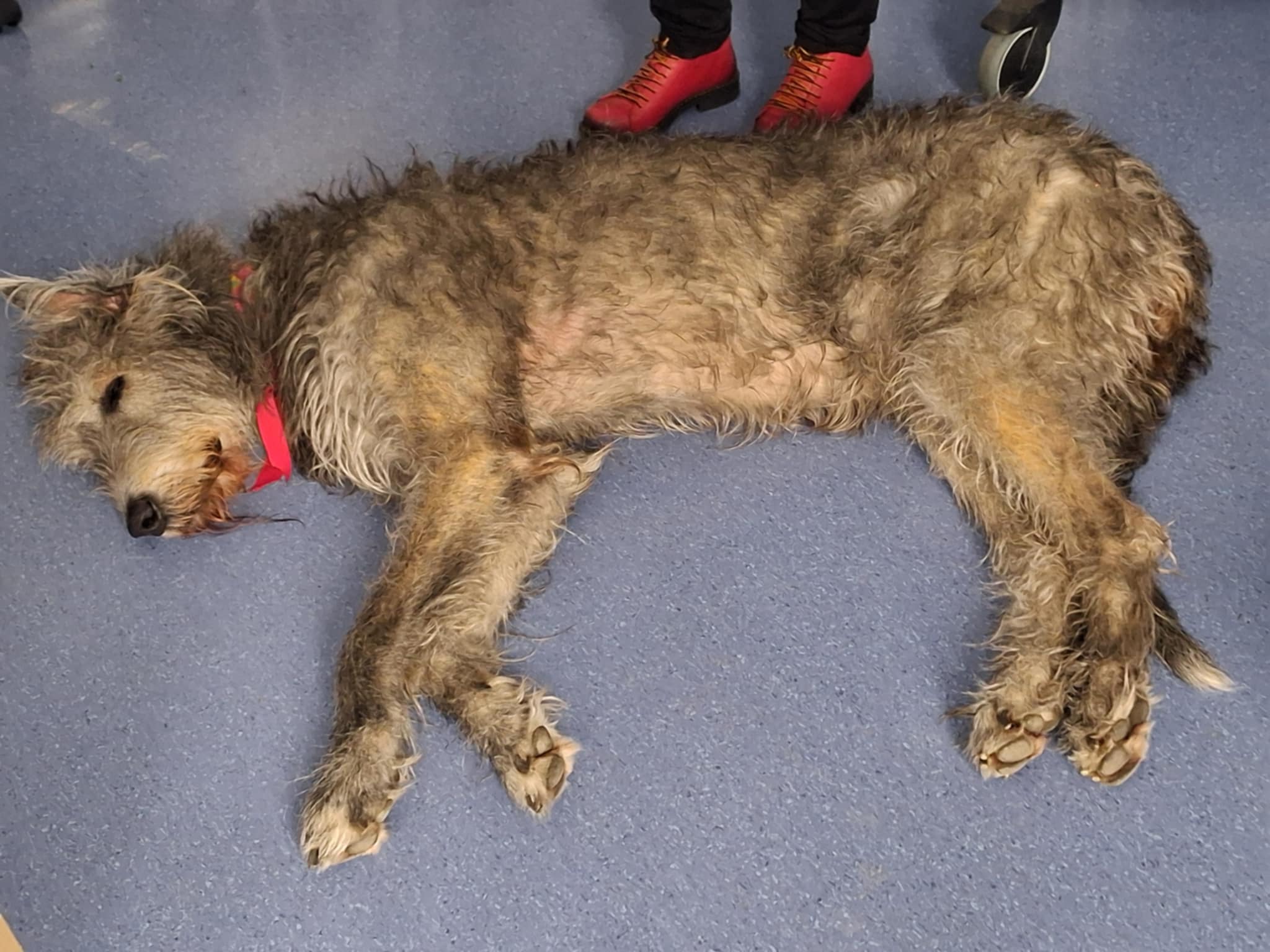 Z wizytą w Bydgoskim Schronisku dla Zwierząt